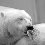 polar-bear-196318_640(1)